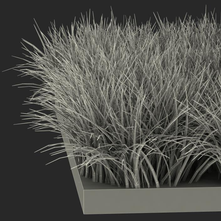 3D model Ryegrass