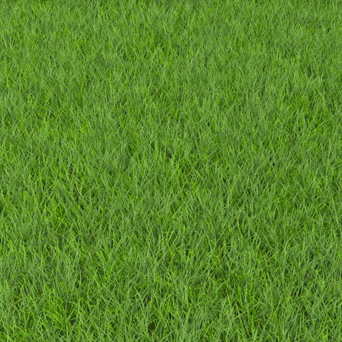 Fescue Grass 3D