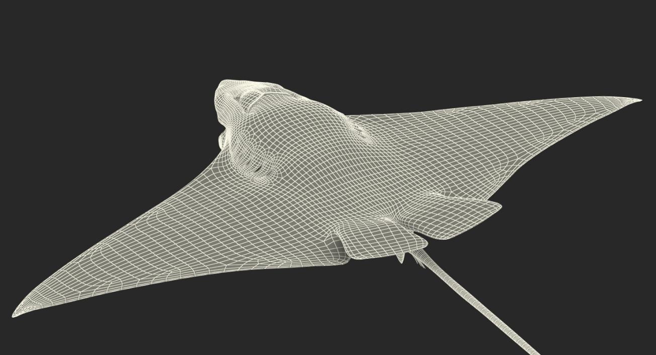 Eagle Ray 3D model