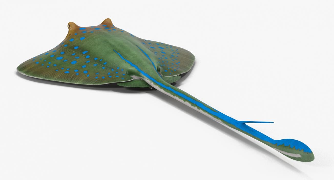 3D Blue Spotted Stingray