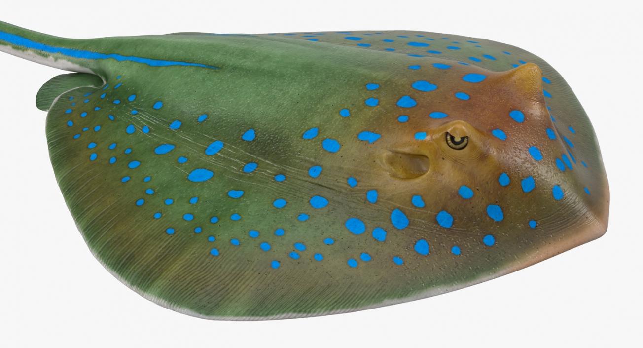 3D Blue Spotted Stingray