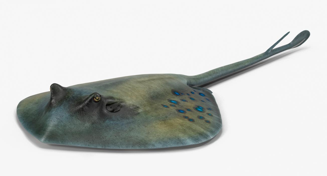 3D Spotted Stingray