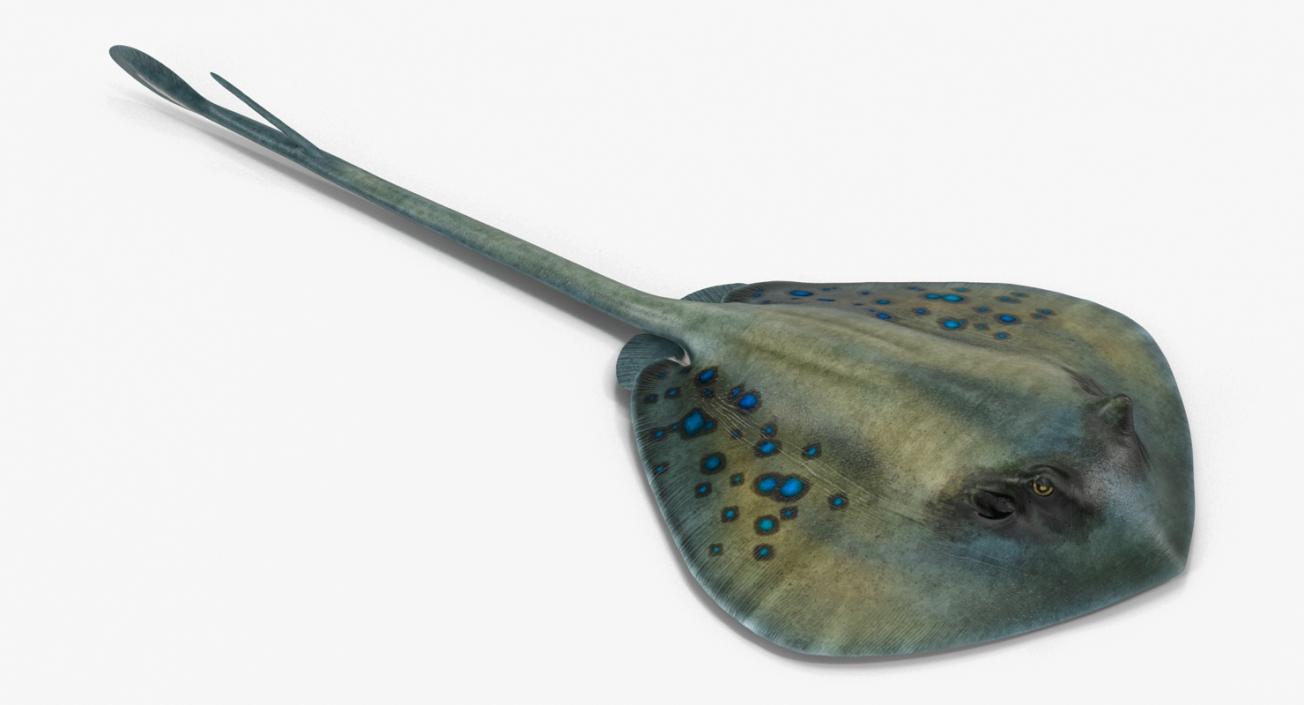 3D Spotted Stingray