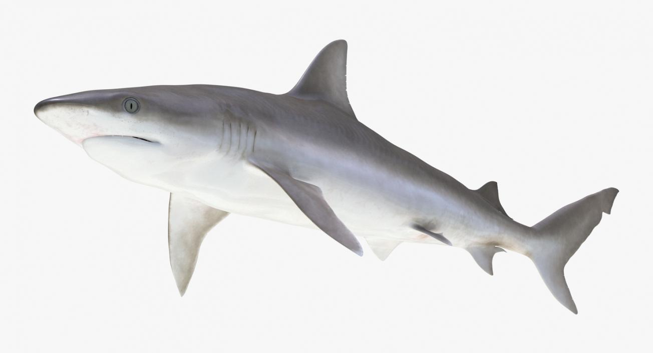 Blacknose Shark Rigged 3D