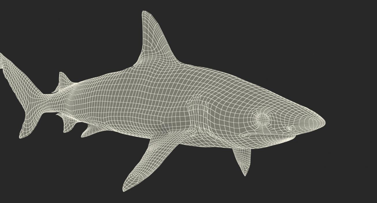 Blacknose Shark Rigged 3D