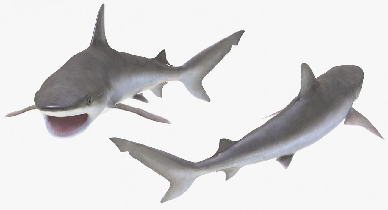 Blacknose Shark Pose 2 3D