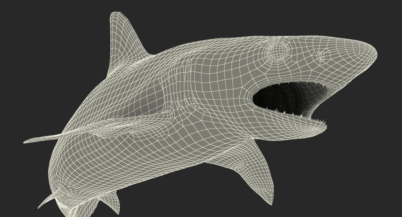 Blacknose Shark Pose 2 3D