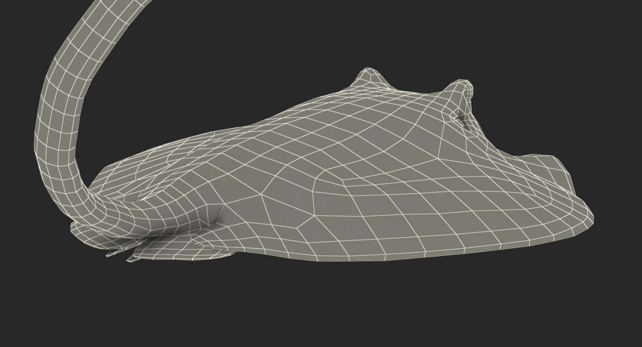 3D model Stingray Pose 2