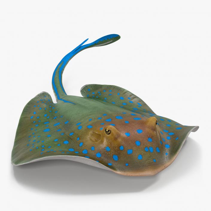3D Blue Spotted Stingray Rigged model