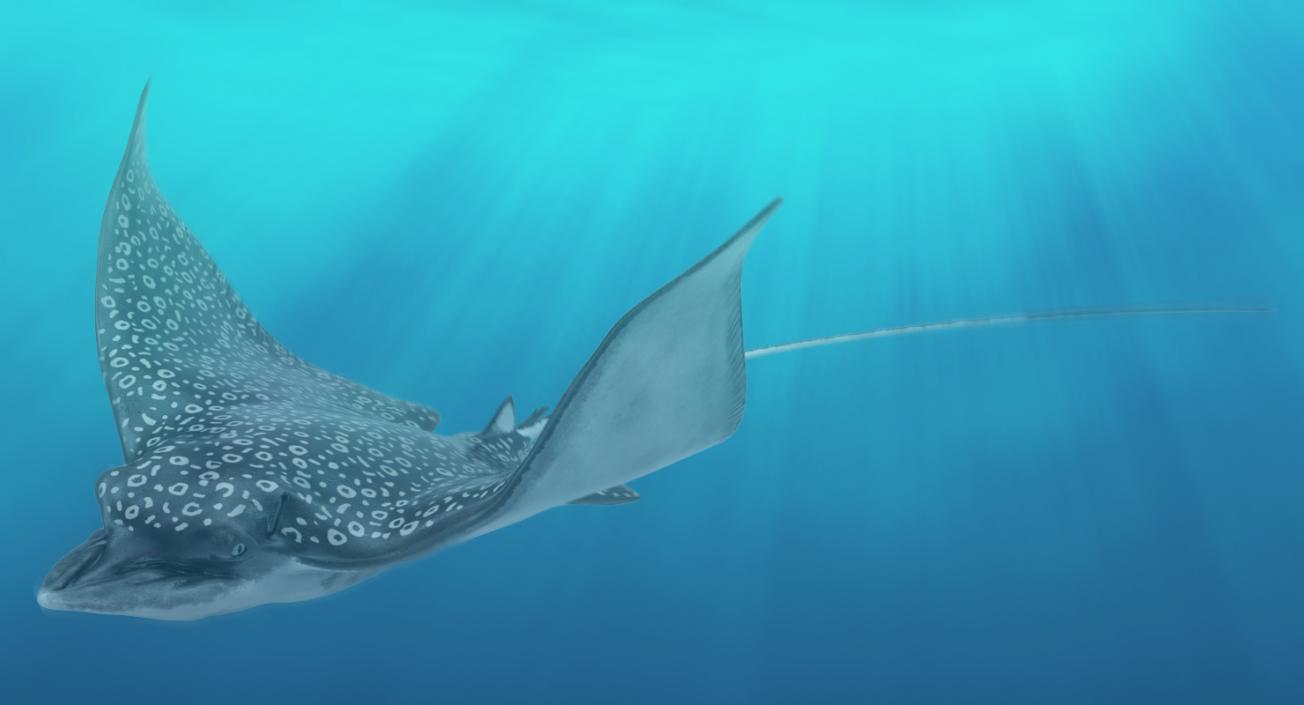 3D Eagle Ray Rigged