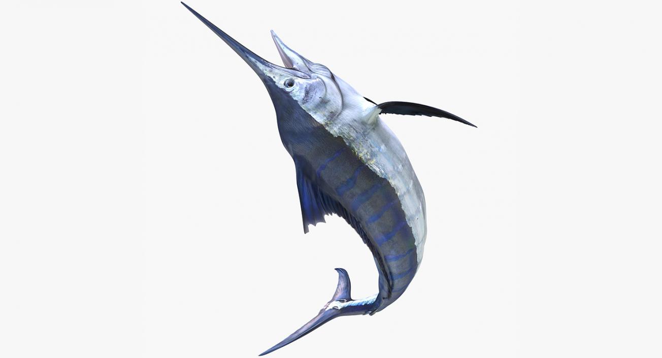 3D Blue Marlin Rigged model