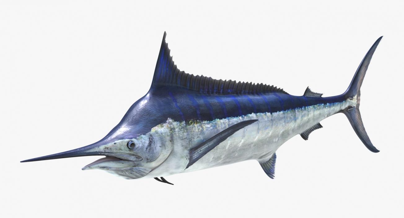 3D Blue Marlin Rigged model
