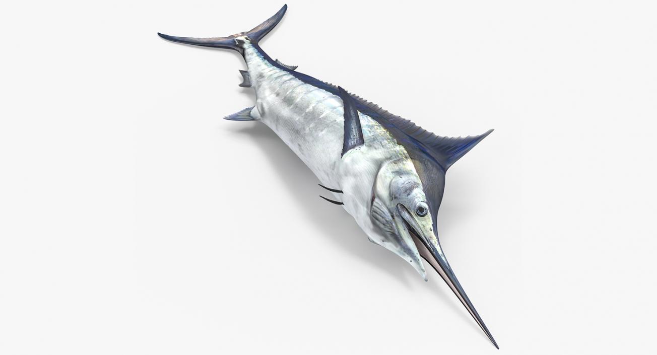 3D model Blue Marlin Lying on the Floor